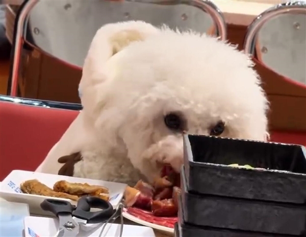 GAMESTAR娛樂城：寵物狗上桌啃生肉：烤肉店停業3天